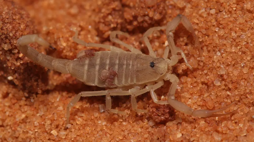 Gambar pseudoscorpion