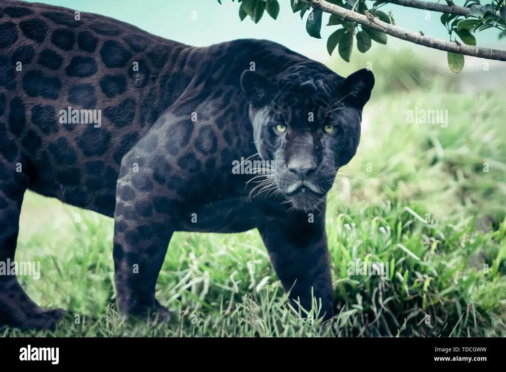 Puma hitam di alam liar