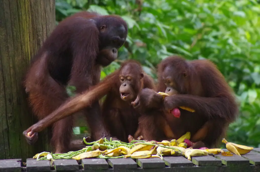 Pusat rehabilitasi orangutan