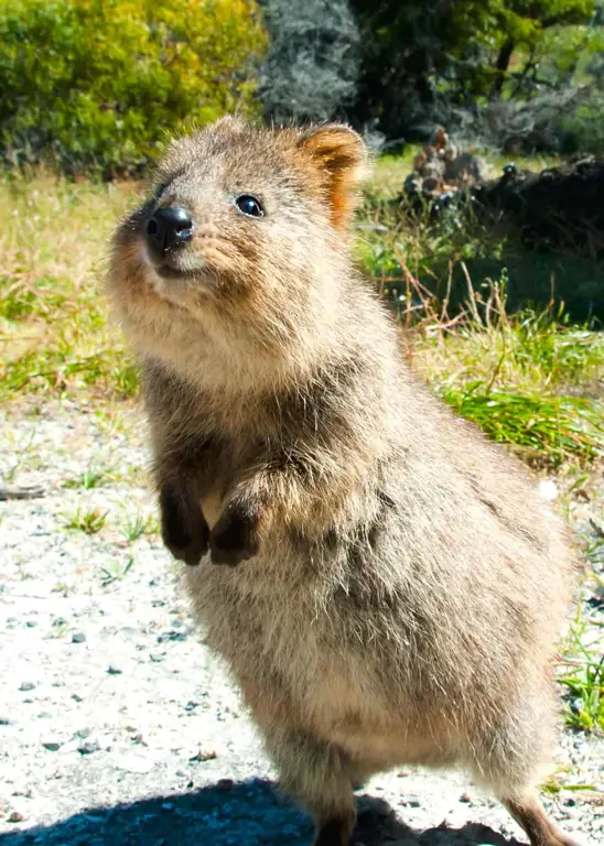 Gambar quokka, hewan kecil berkantong yang lucu