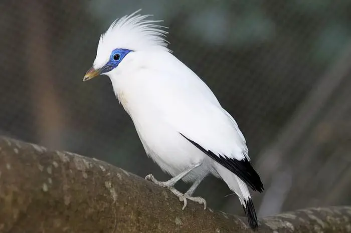 Burung kicau Indonesia yang sehat