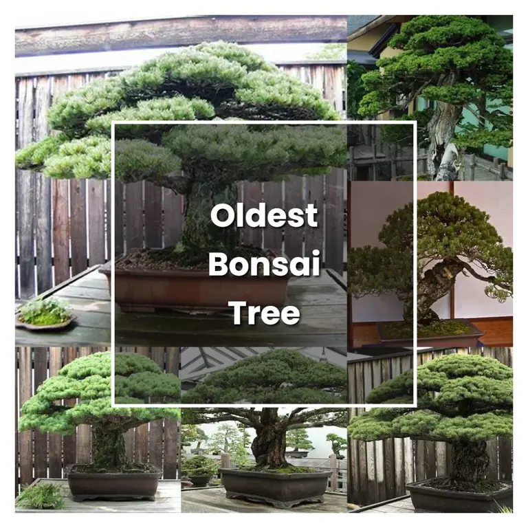 Perawatan Bonsai Kamboja Tua