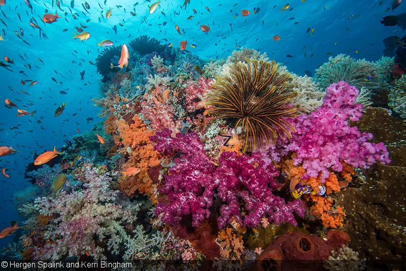 Keindahan bawah laut Raja Ampat