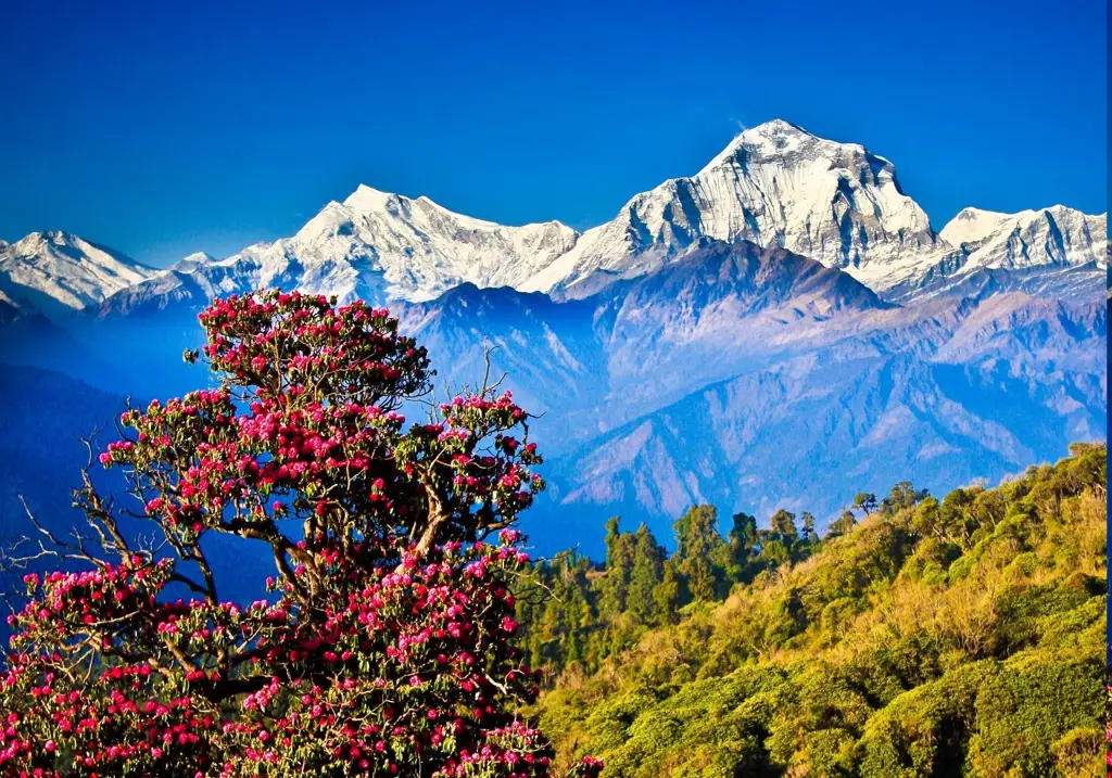 Raka dan Kinanti di Himalaya Pasangan Raka dan Kinanti di tengah keindahan pegunungan Himalaya