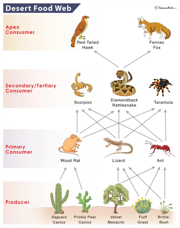 Gambar rantai makanan dalam ekosistem