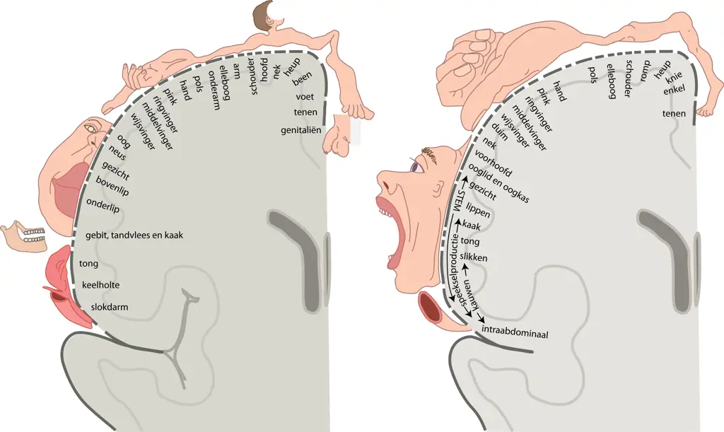 Ilustrasi ilmiah homunculus