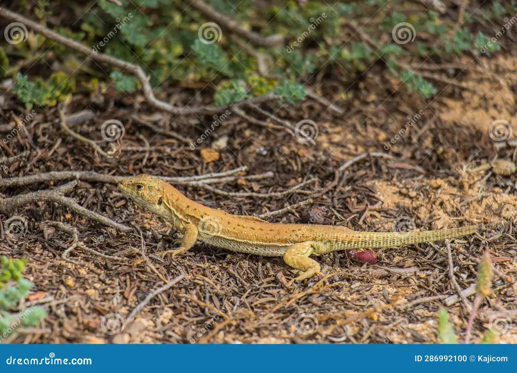 Reptil di habitatnya