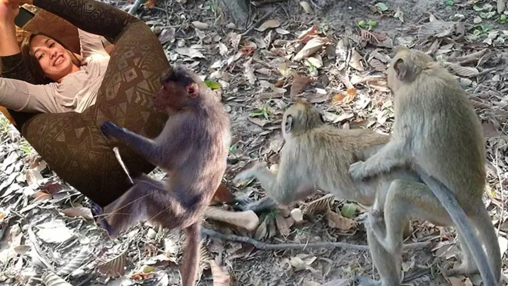 Berbagai ritual kawin hewan