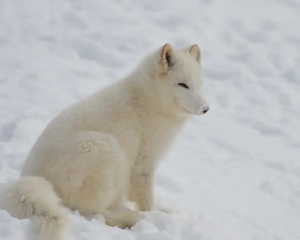 Gambar rubah arktik di tundra Alaska