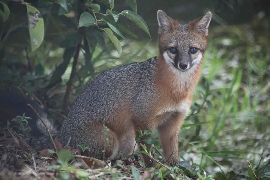 Gambar rubah merah di Santa Rosa