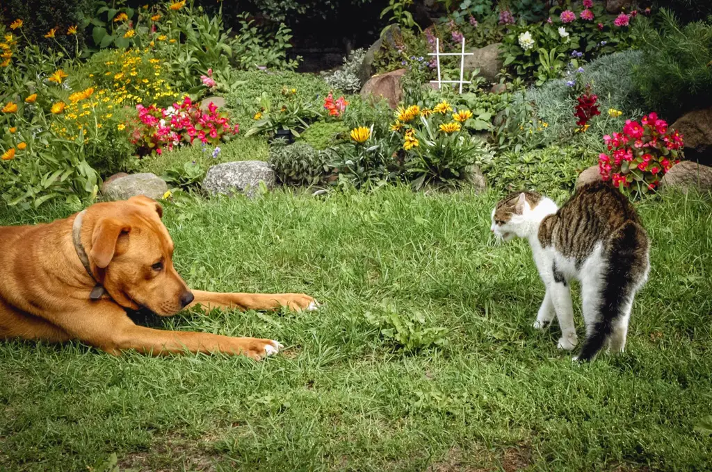 Kucing dan anjing bermain bersama