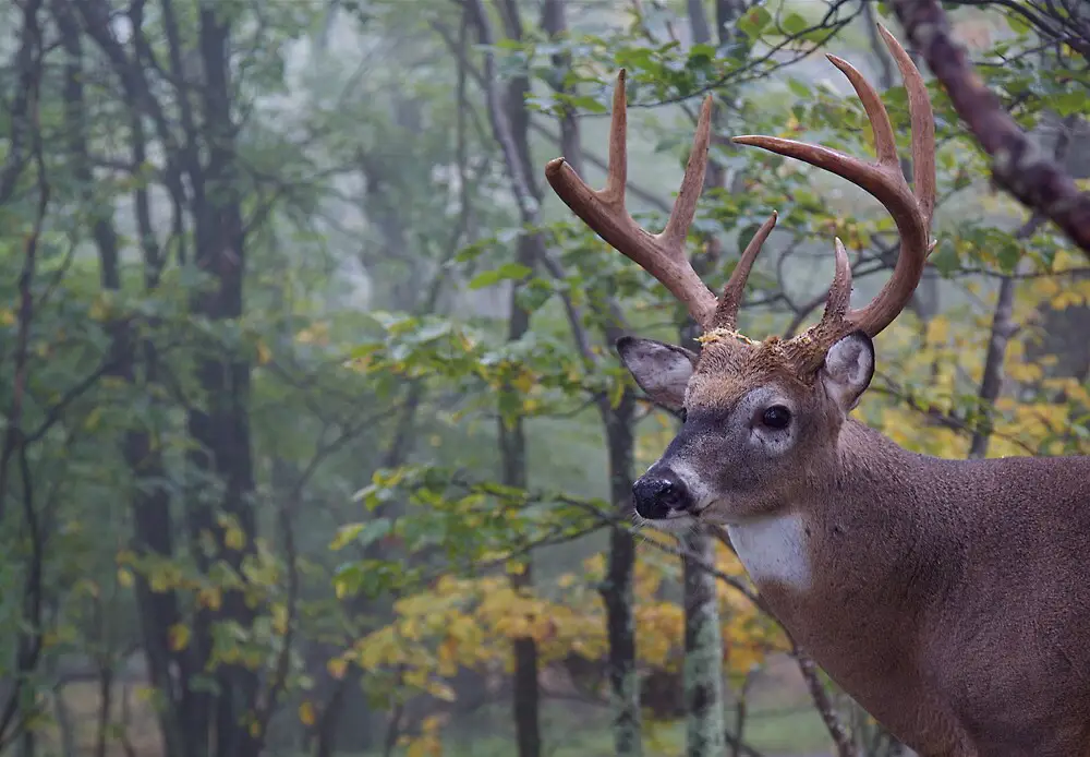 Rusa di Hutan, simbol keanggunan dan alam