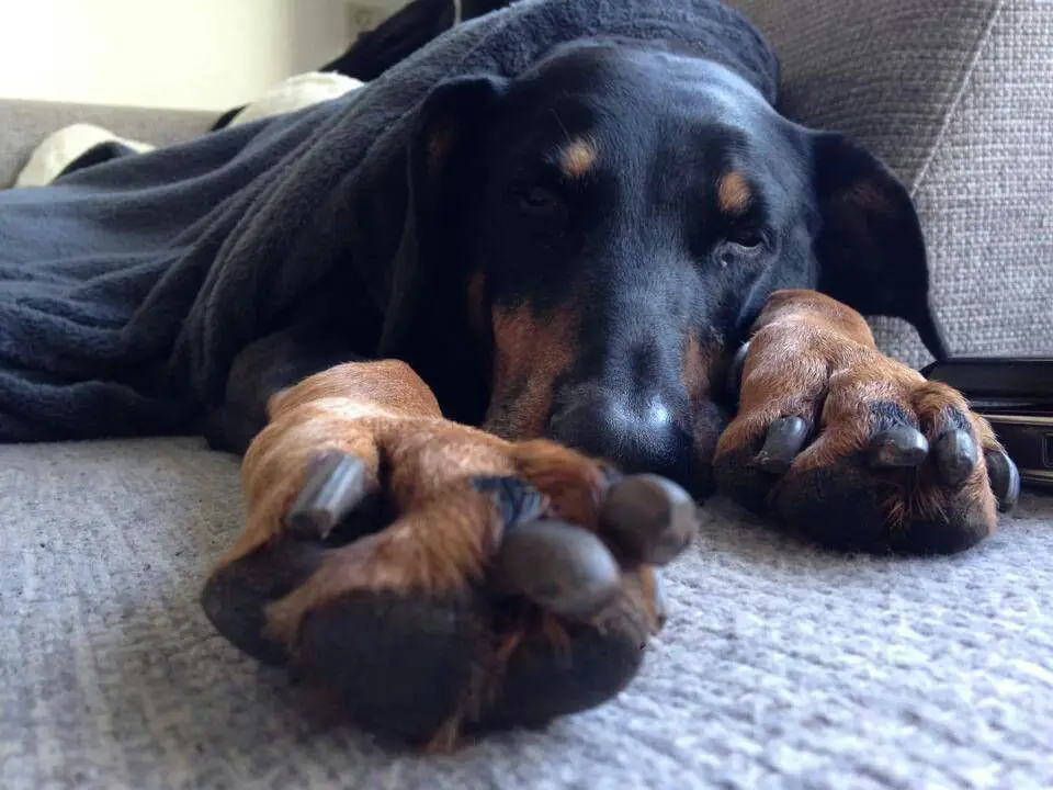 Doberman sedang tidur dengan tenang