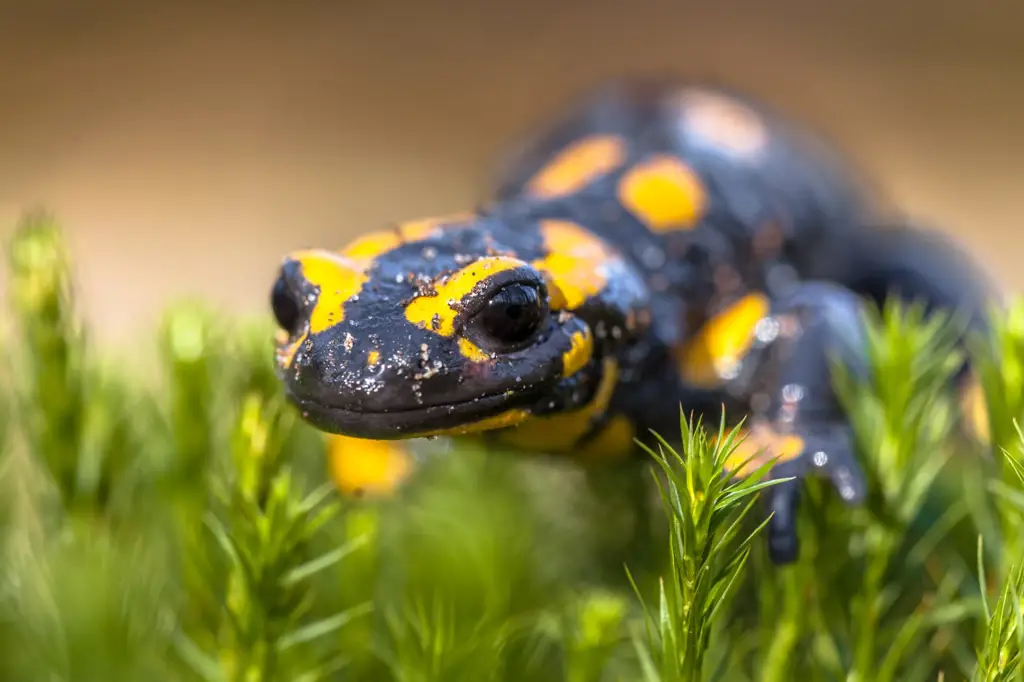 Salamander di habitat aslinya