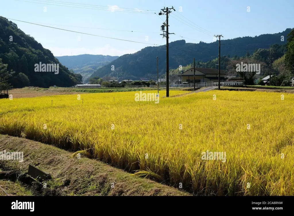 Sawah padi di Jepang