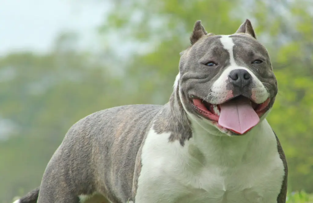 Seekor American Bully bermain dengan gembira di taman.