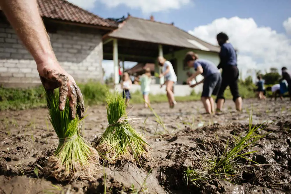 Kegiatan pertanian di Bandar Mataram