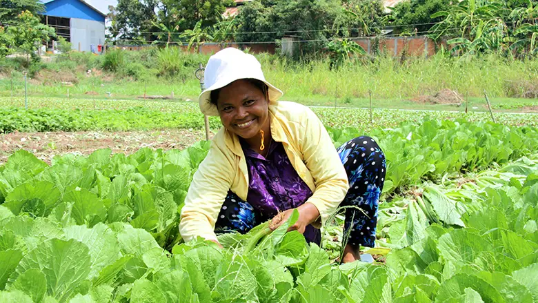 Petani Kamboja sedang memanen padi