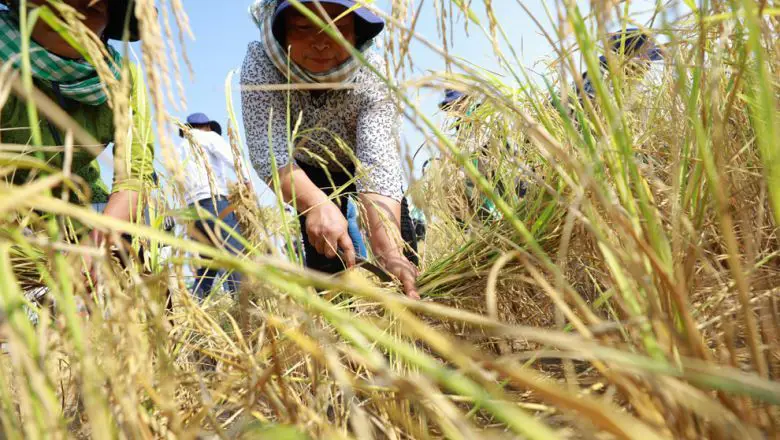 Petani Kamboja di sawah