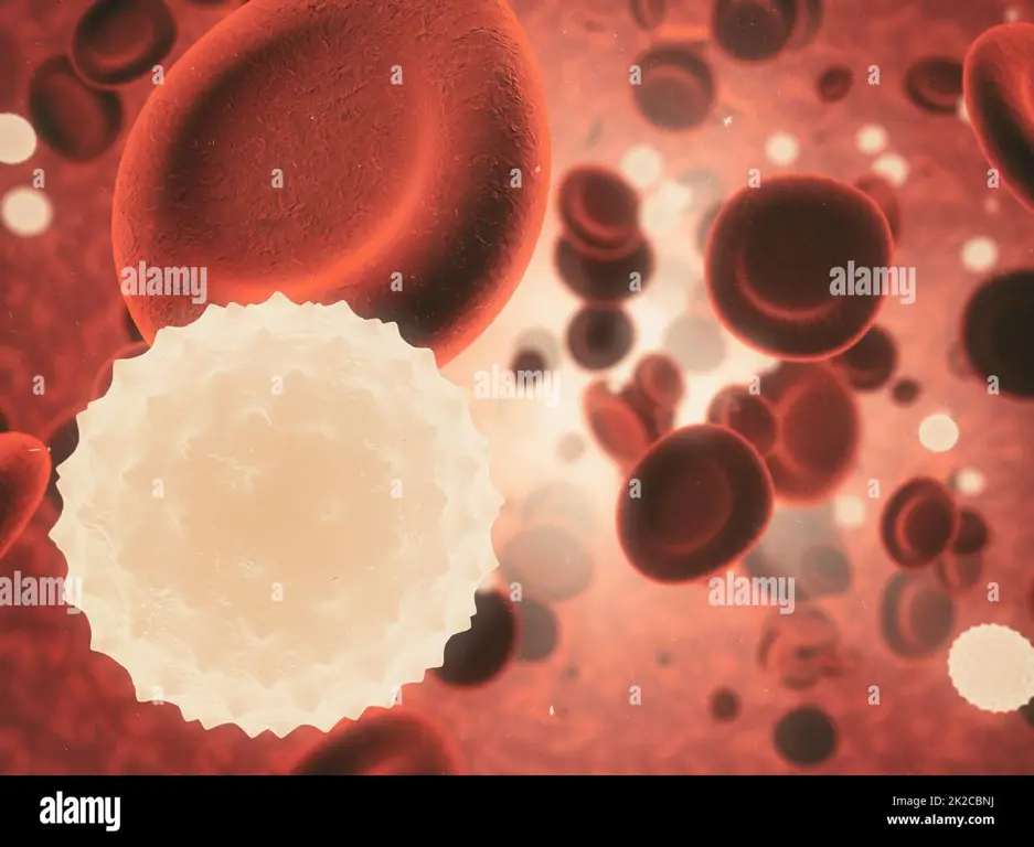 Gambar mikroskopis sel-sel darah dalam tubuh manusia