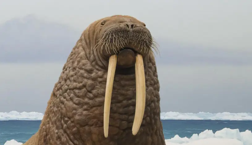 Taring walrus yang besar dan tajam