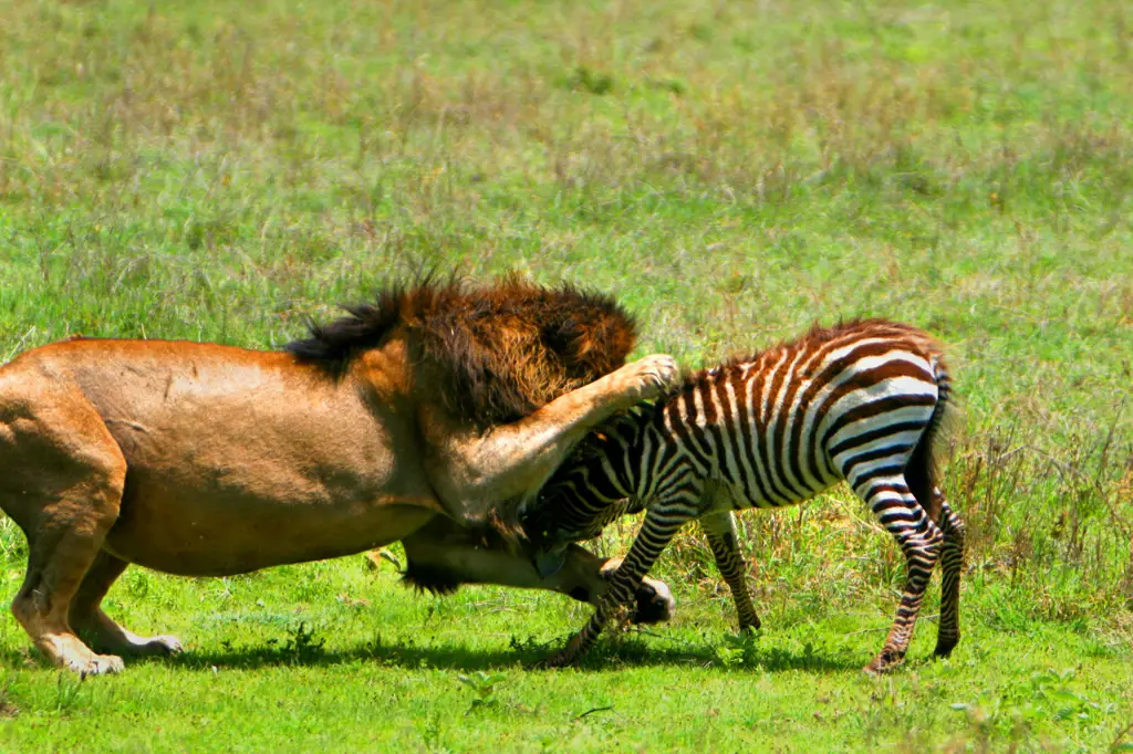 Singa berburu zebra di padang rumput Afrika