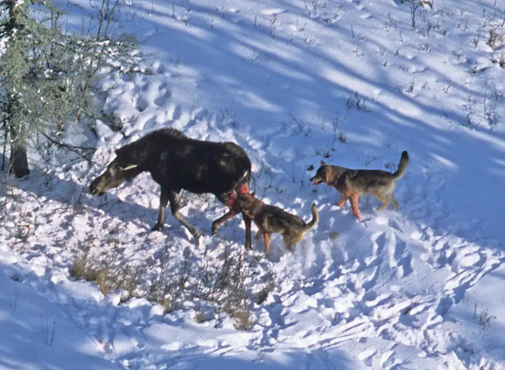 Serigala sedang memburu moose