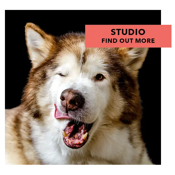 Anjing sedang difoto di studio hewan