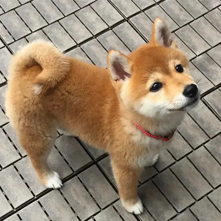 Seekor anjing Shiba Inu yang lucu dan menggemaskan.