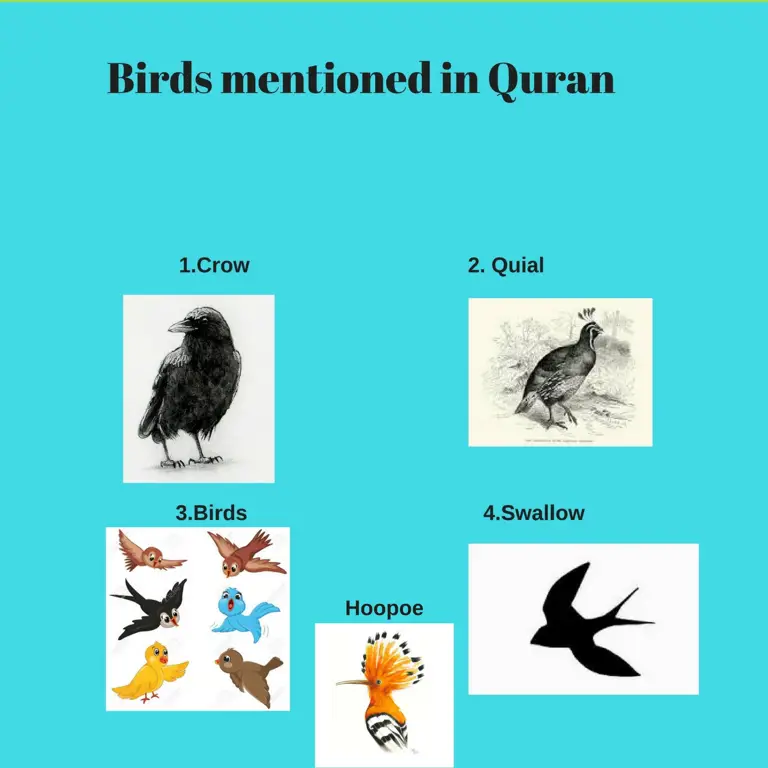 Burung dalam Al-Quran