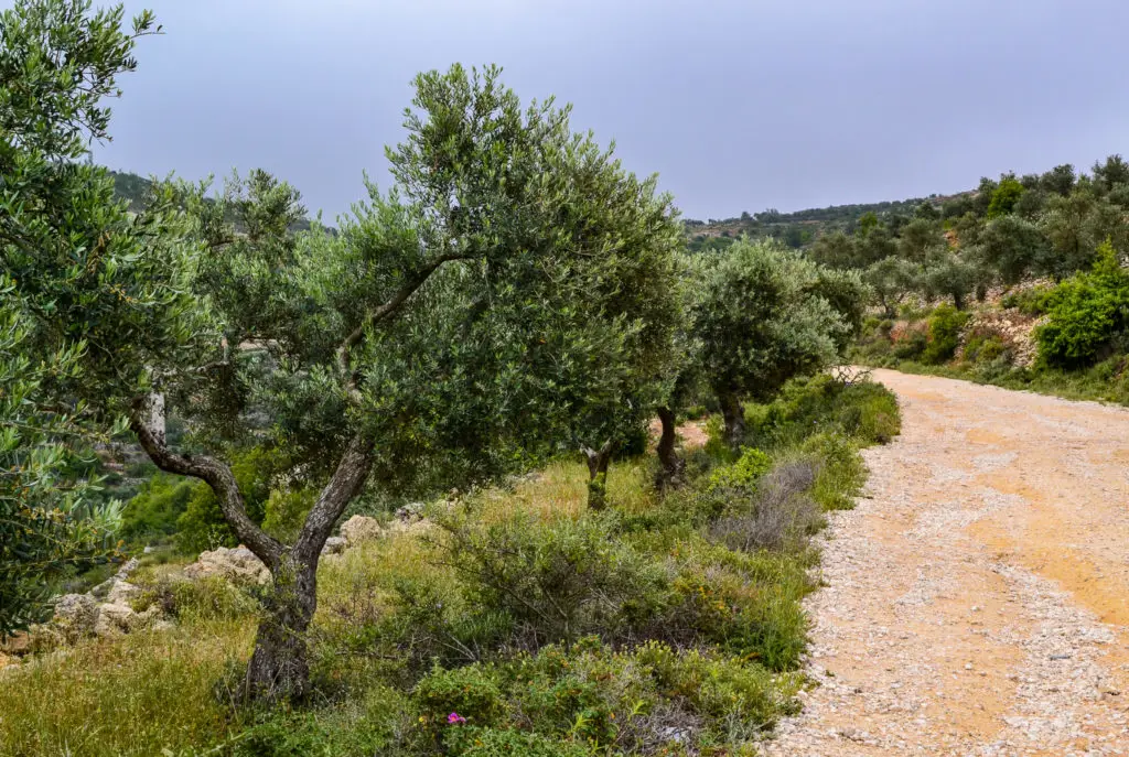 Pohon zaitun di Palestina