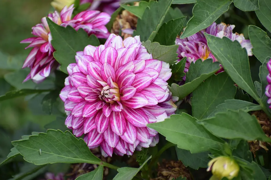 Bunga dahlia yang kuat di tengah angin