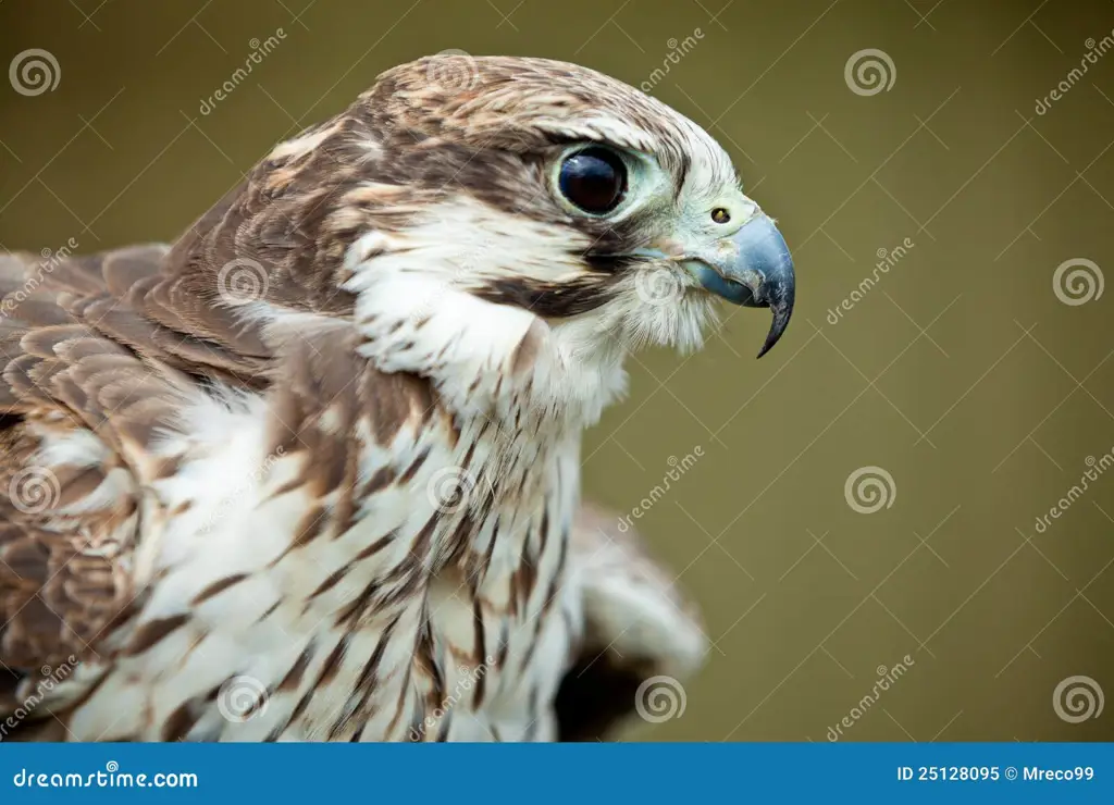 Burung pemangsa Hayabusa