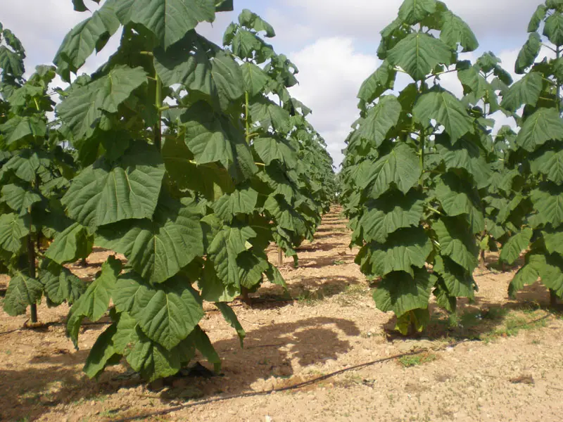 Gambar pohon Paulownia di Jepang