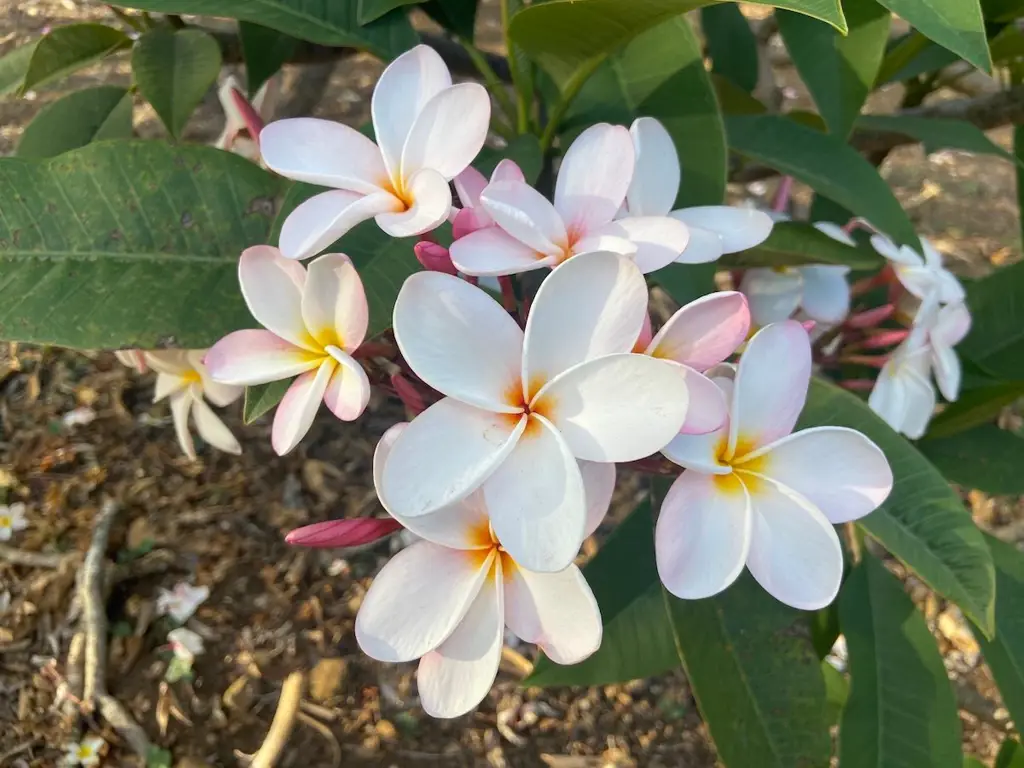 Berbagai warna bunga kamboja