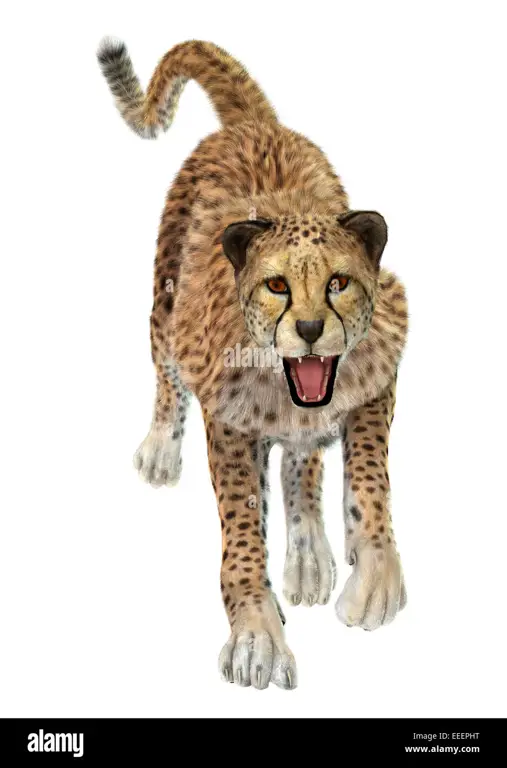 Cheetah Berlari Animasi 3D