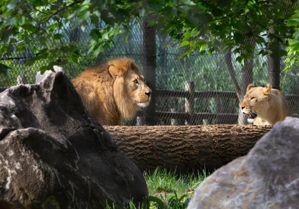 Singa-singa gagah di Kebun Binatang Knoxville