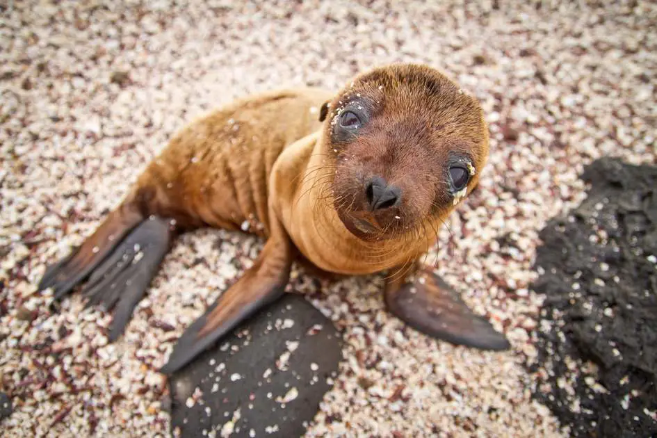 Singa laut Galapagos