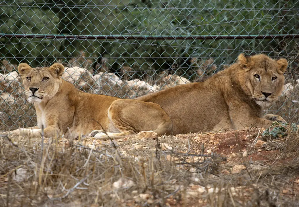 Singa di Sudan