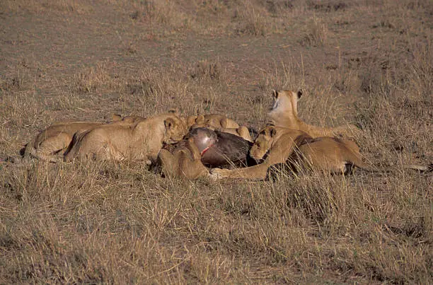 Singa memakan wildebeest