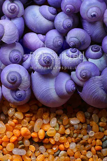 siput laut ungu