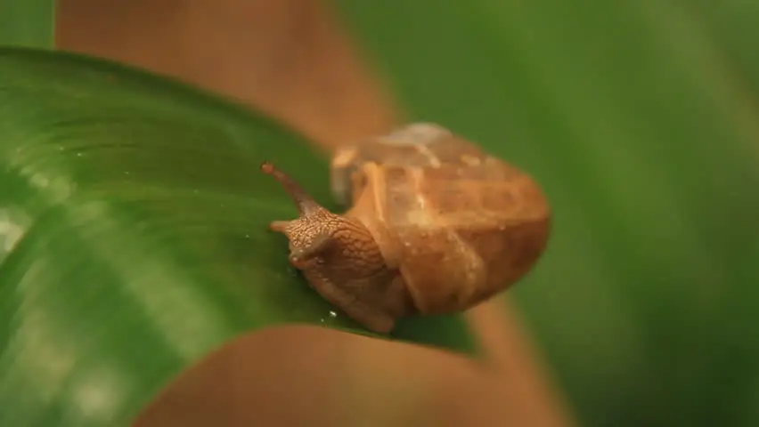 Seekor siput merayap di atas daun