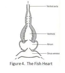 Diagram sistem peredaran darah ikan