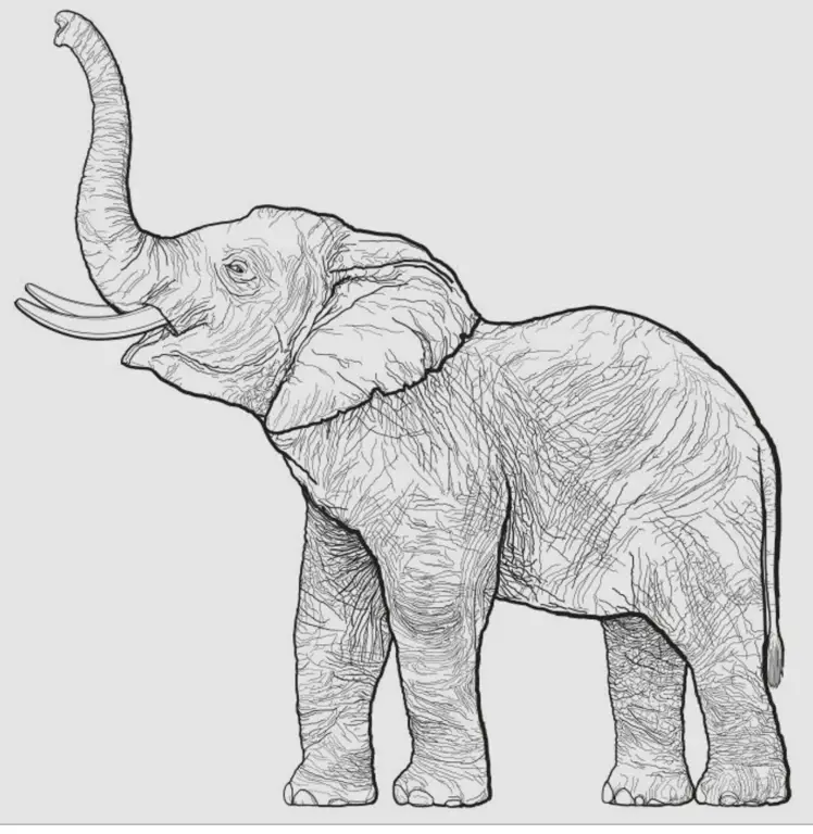 Gambar sketsa gajah mudah