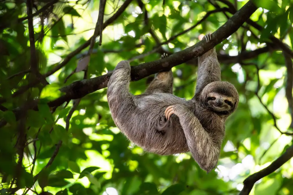 Seekor sloth yang bergelantungan di pohon