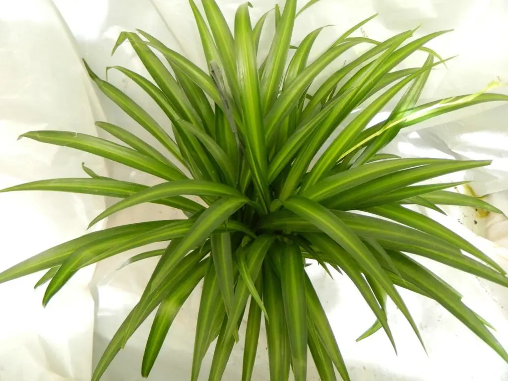 Tanaman spider plant dalam pot gantung