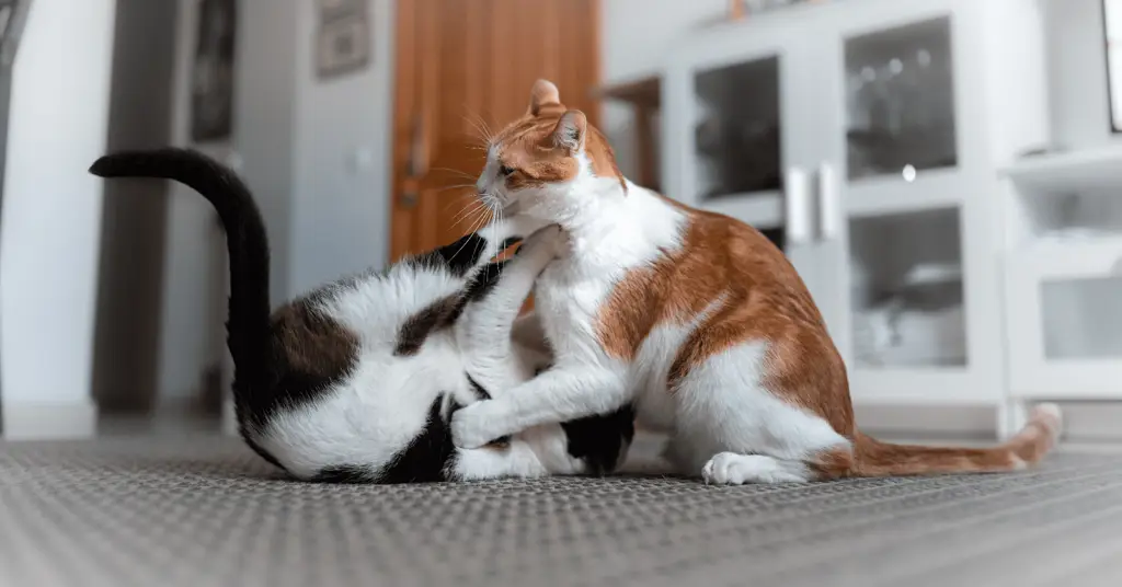 Kucing bermain dengan mainan