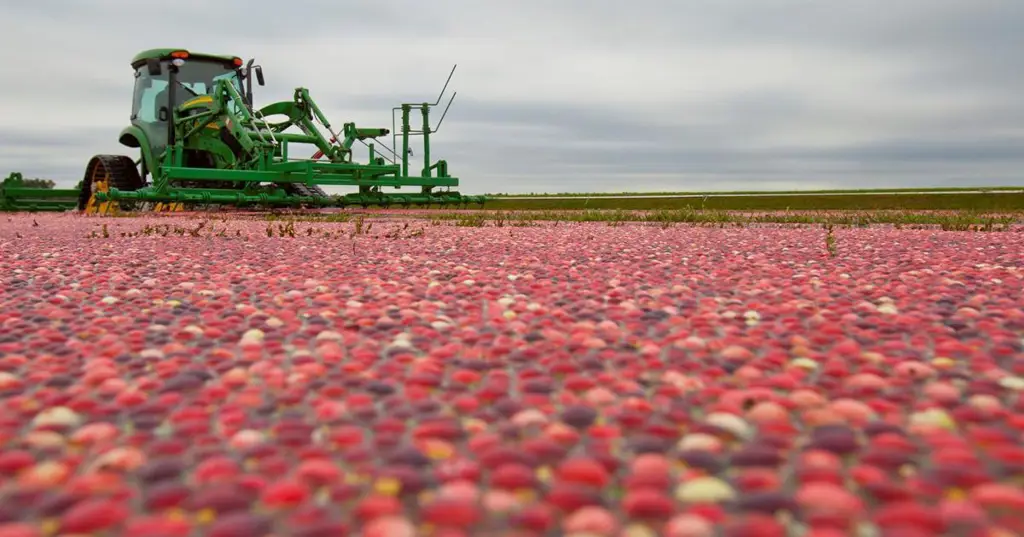 Penelitian tentang cranberry