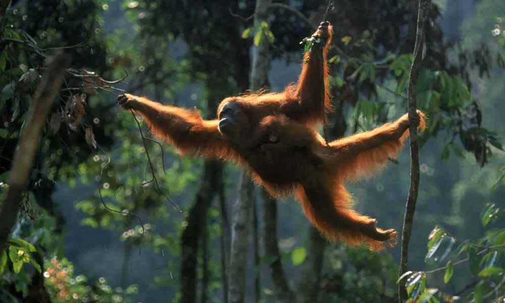 Seekor orangutan di habitat aslinya