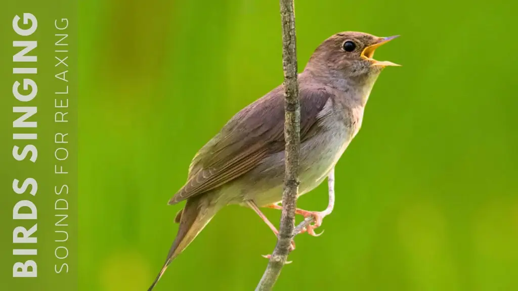 Burung berkicau